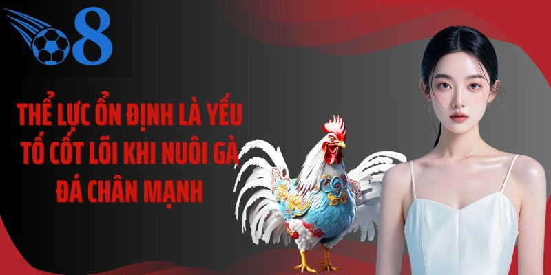 Thể lực ổn định là yếu tố cốt lõi khi nuôi gà đá chân mạnh